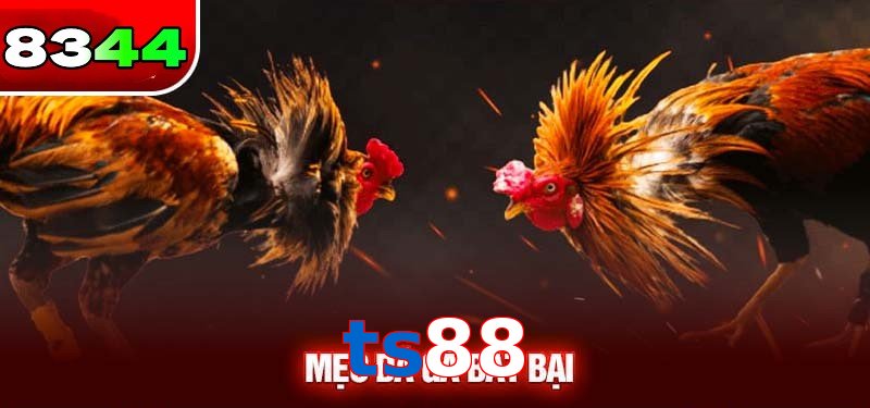 Đá gà ts88 có sức hấp dẫn